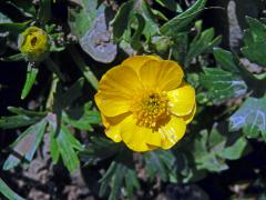 Pryskyřník pahorský (Ranunculus pseudomontanus Schur), devítičetný květ (1)