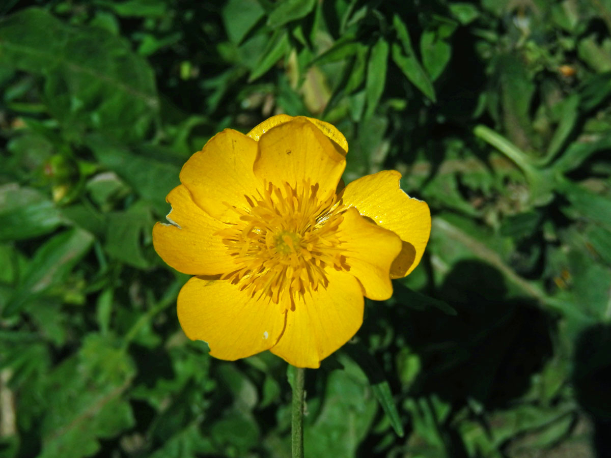 Pryskyřník pahorský (Ranunculus pseudomontanus Schur), osmičetný květ (9)