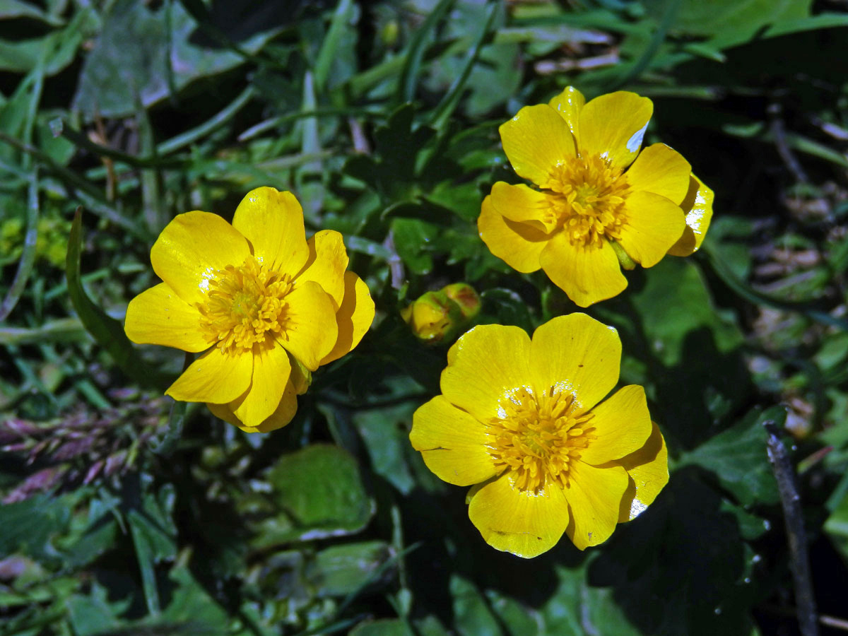 Pryskyřník pahorský (Ranunculus pseudomontanus Schur), vícečetné květy (14)