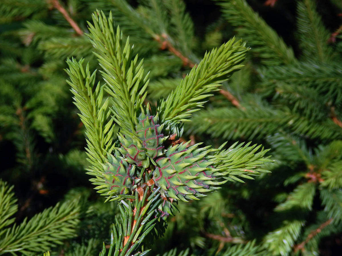 Hálky korovnice smrkové (Sacchiphantes abietis)