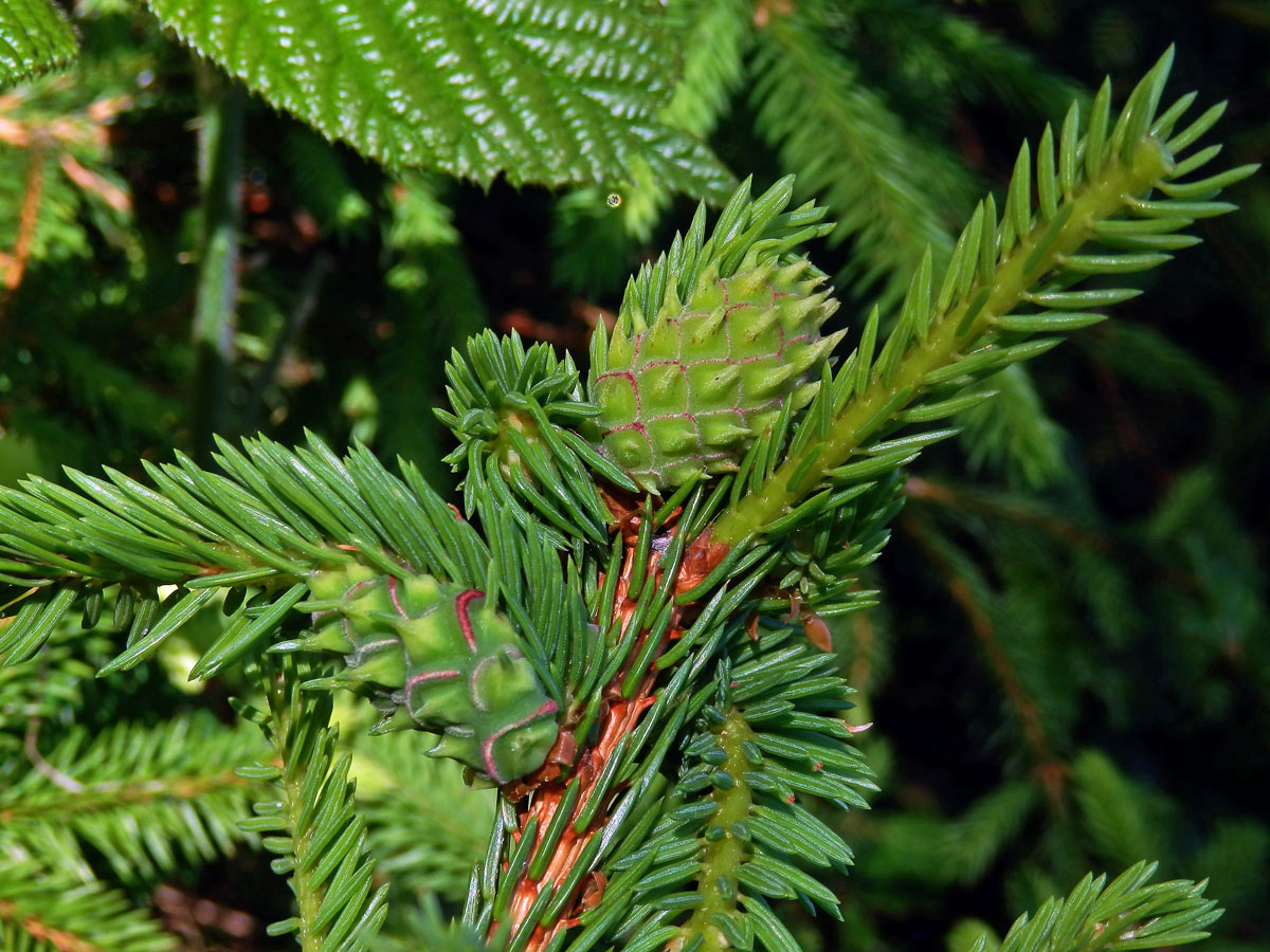 Hálky korovnice smrkové (Sacchiphantes abietis)