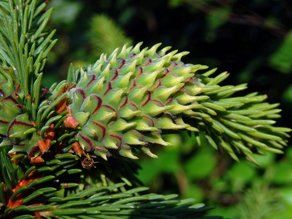 Hálky korovnice smrkové (Sacchiphantes abietis)