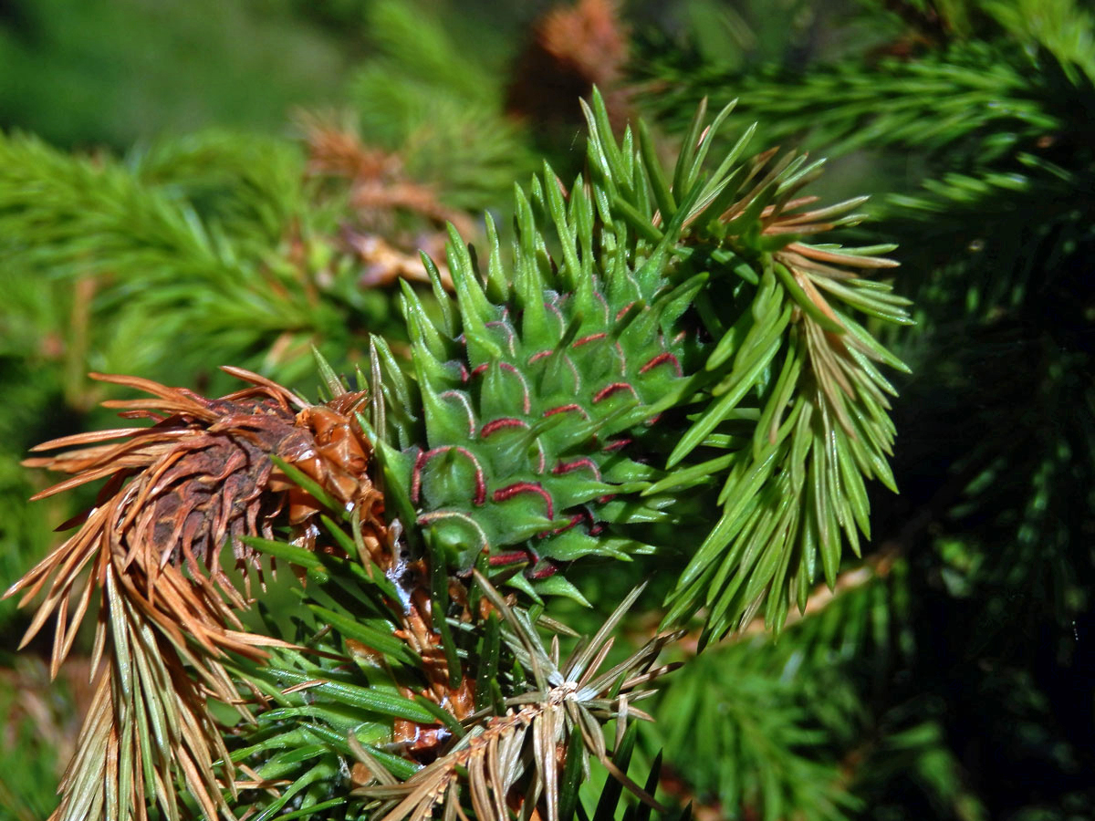 Hálky korovnice smrkové (Sacchiphantes abietis)