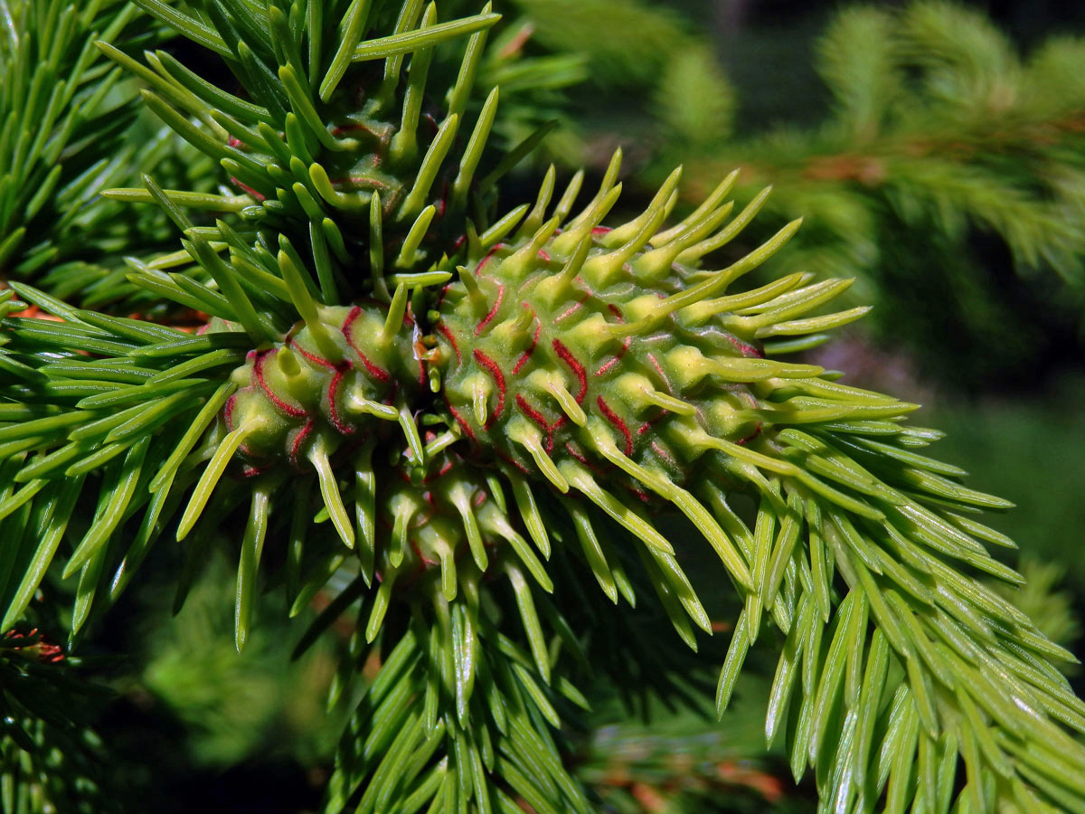 Hálky korovnice smrkové (Sacchiphantes abietis)