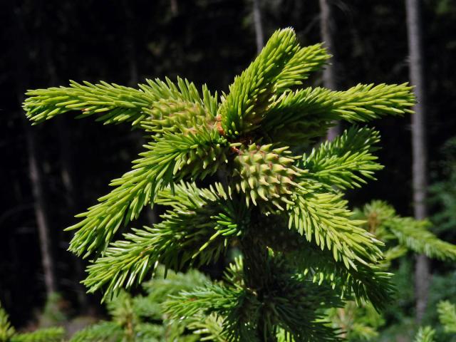 Hálky korovnice smrkové (Sacchiphantes abietis)