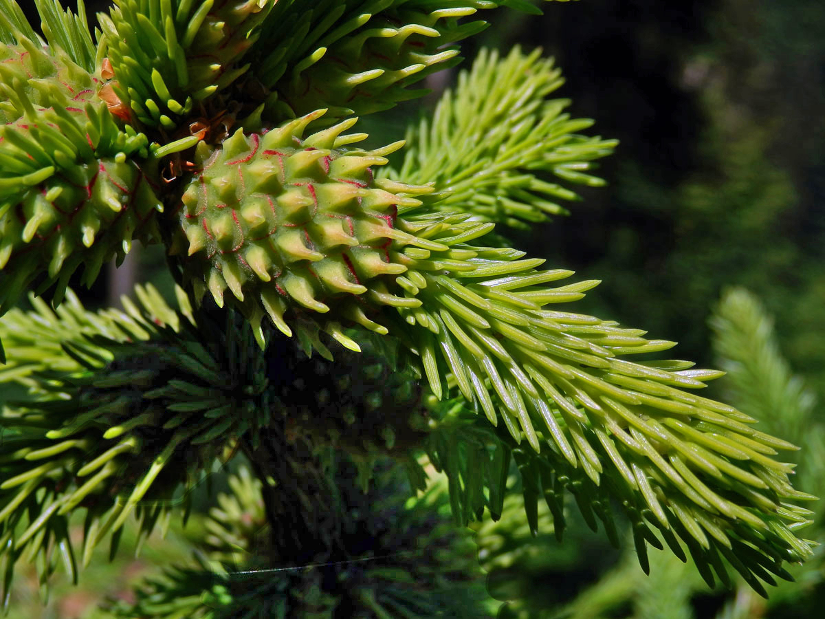 Hálky korovnice smrkové (Sacchiphantes abietis)