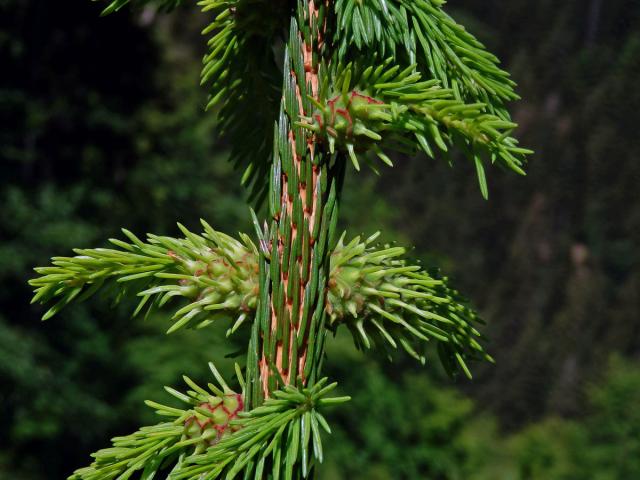 Hálky korovnice smrkové (Sacchiphantes abietis)