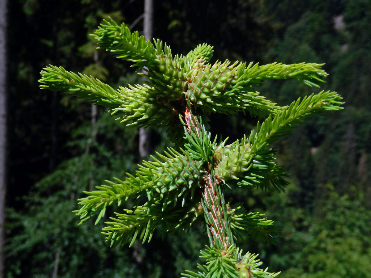 Hálky korovnice smrkové (Sacchiphantes abietis)