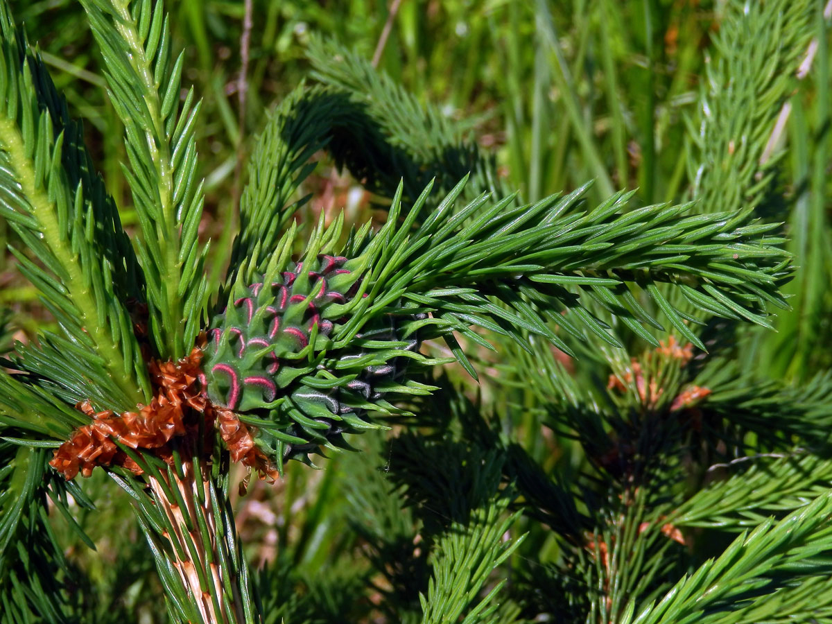 Hálky korovnice smrkové (Sacchiphantes abietis)