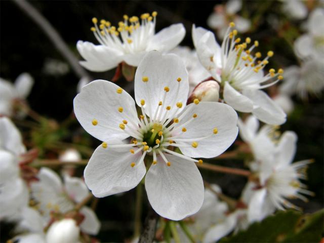 Třešeň višeň (Prunus cerasus L.)