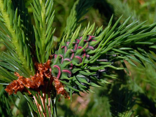 Hálky korovnice smrkové (Sacchiphantes abietis)