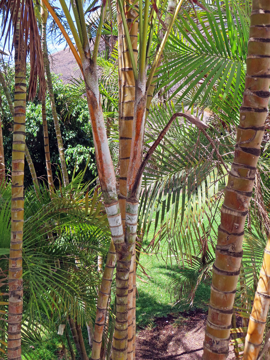 Chrysalidokarpus nažloutlý (Dypsis lutescens (H. Wendl.) Beentje & Dransf.), zdvojený kmen (1a)