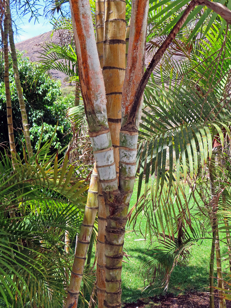 Chrysalidokarpus nažloutlý (Dypsis lutescens (H. Wendl.) Beentje & Dransf.), zdvojený kmen (1b)