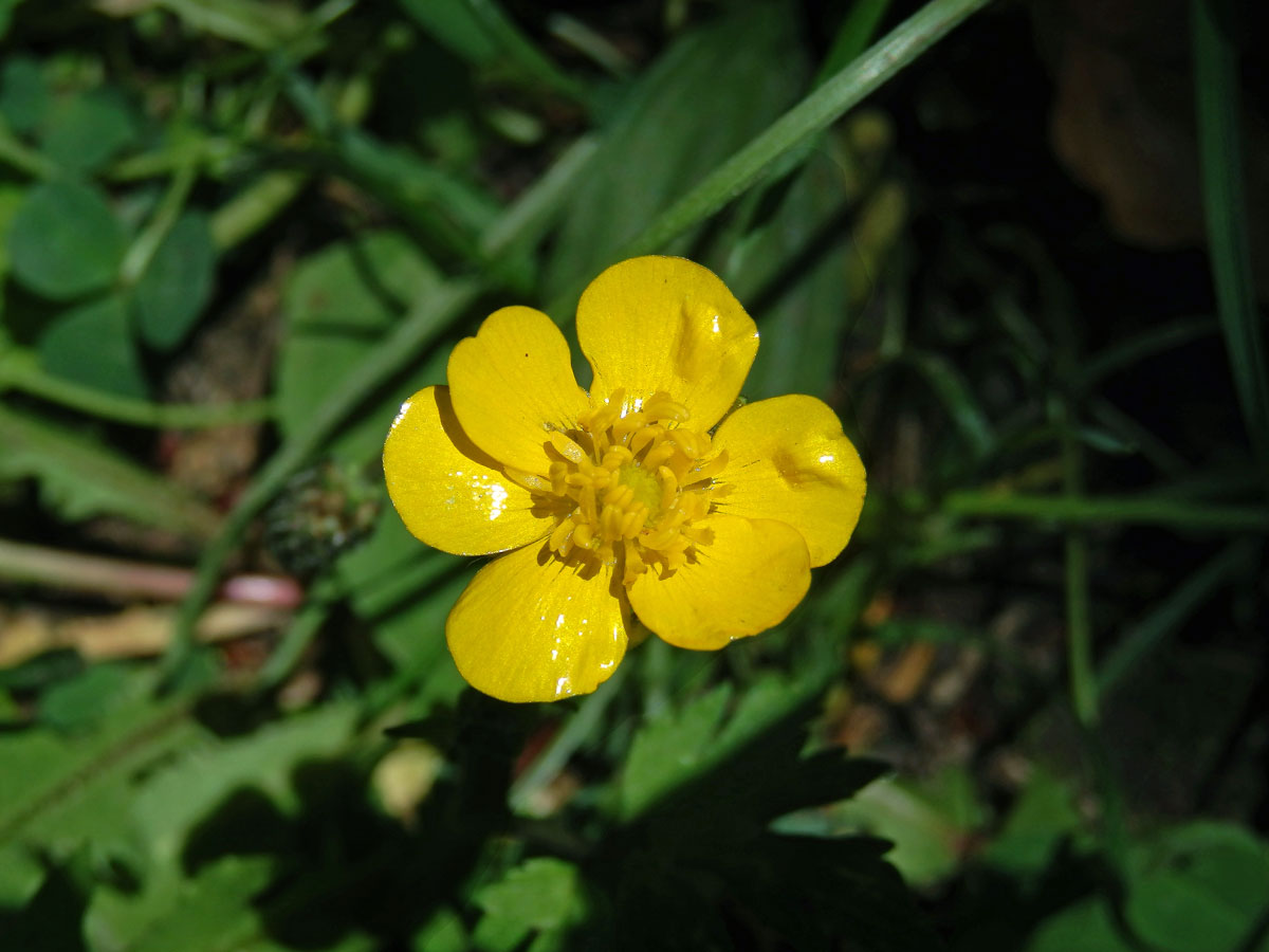 Pryskyřník plazivý (Ranunculus repens L.), šestičetný květ (16)