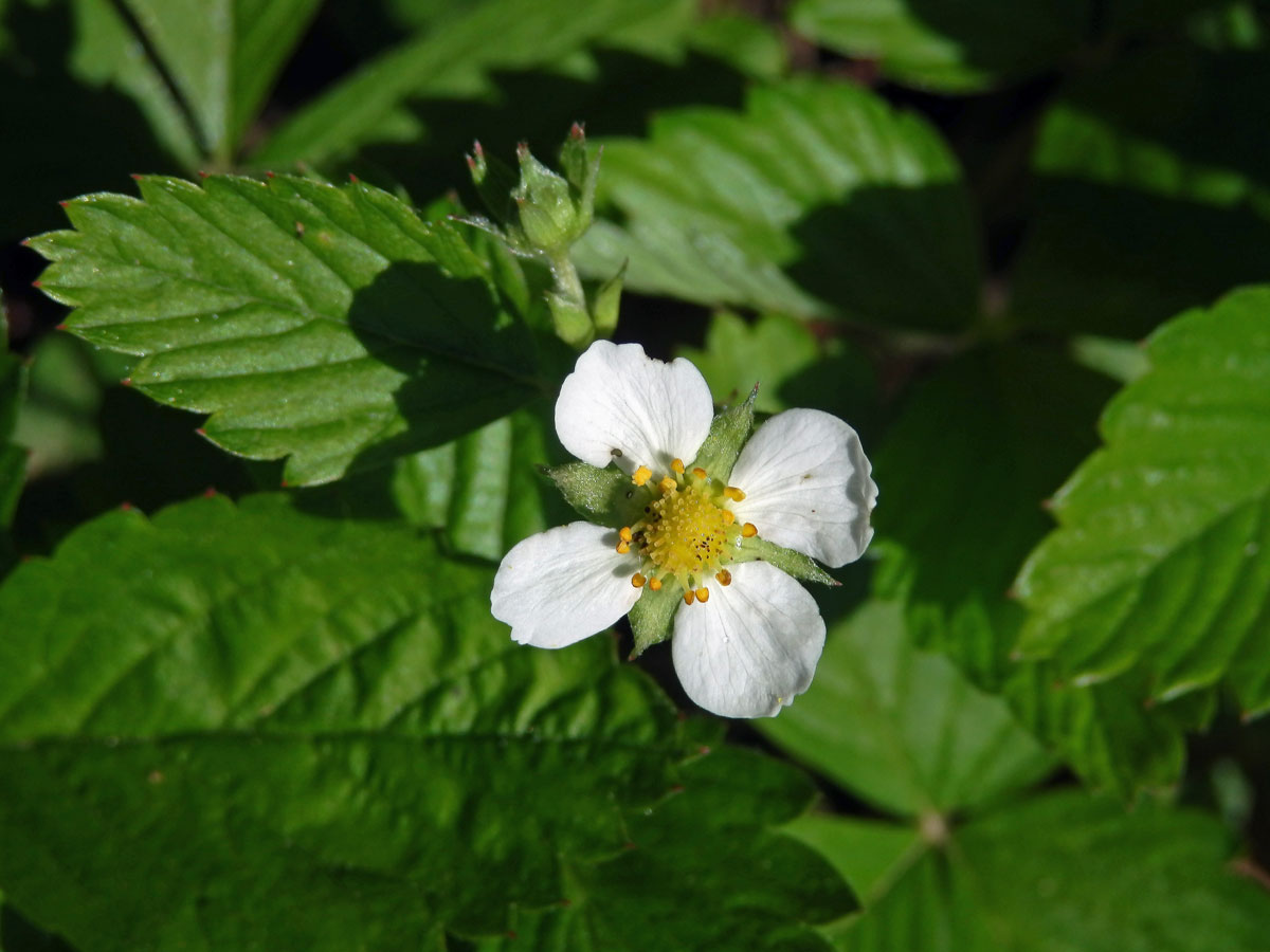 Jahodník obecný (Fragaria vesca L.), čtyřčetný květ (11)