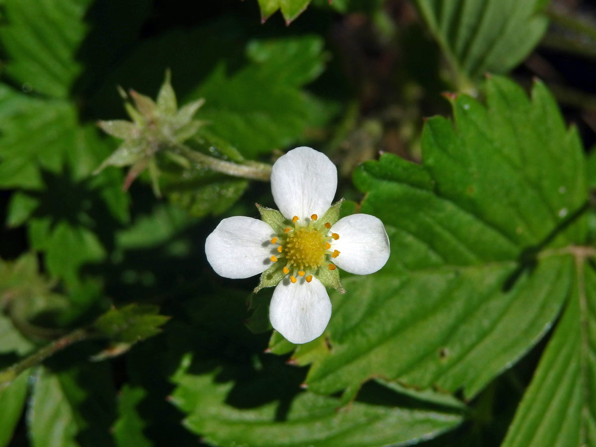 Jahodník obecný (Fragaria vesca L.), čtyřčetný květ (12)