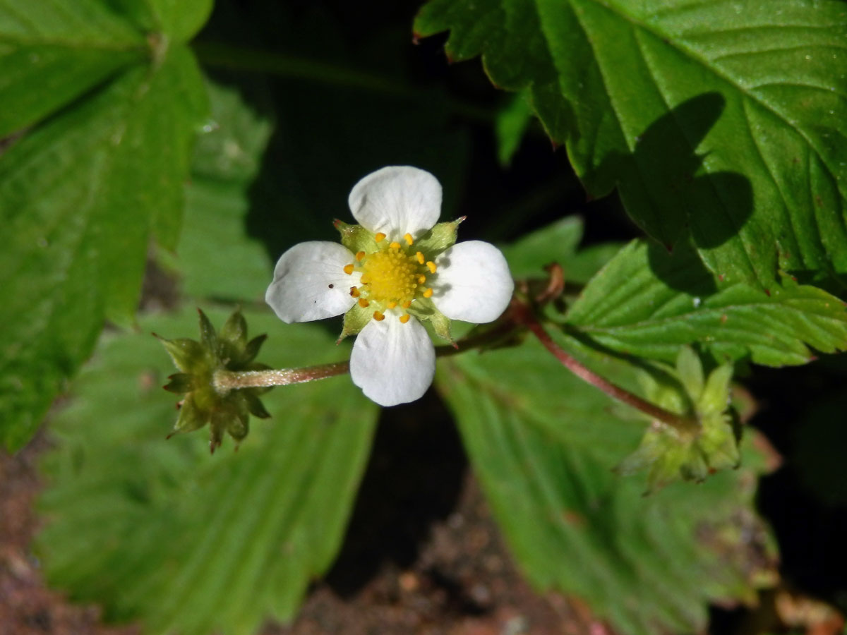 Jahodník obecný (Fragaria vesca L.), čtyřčetný květ (13a)