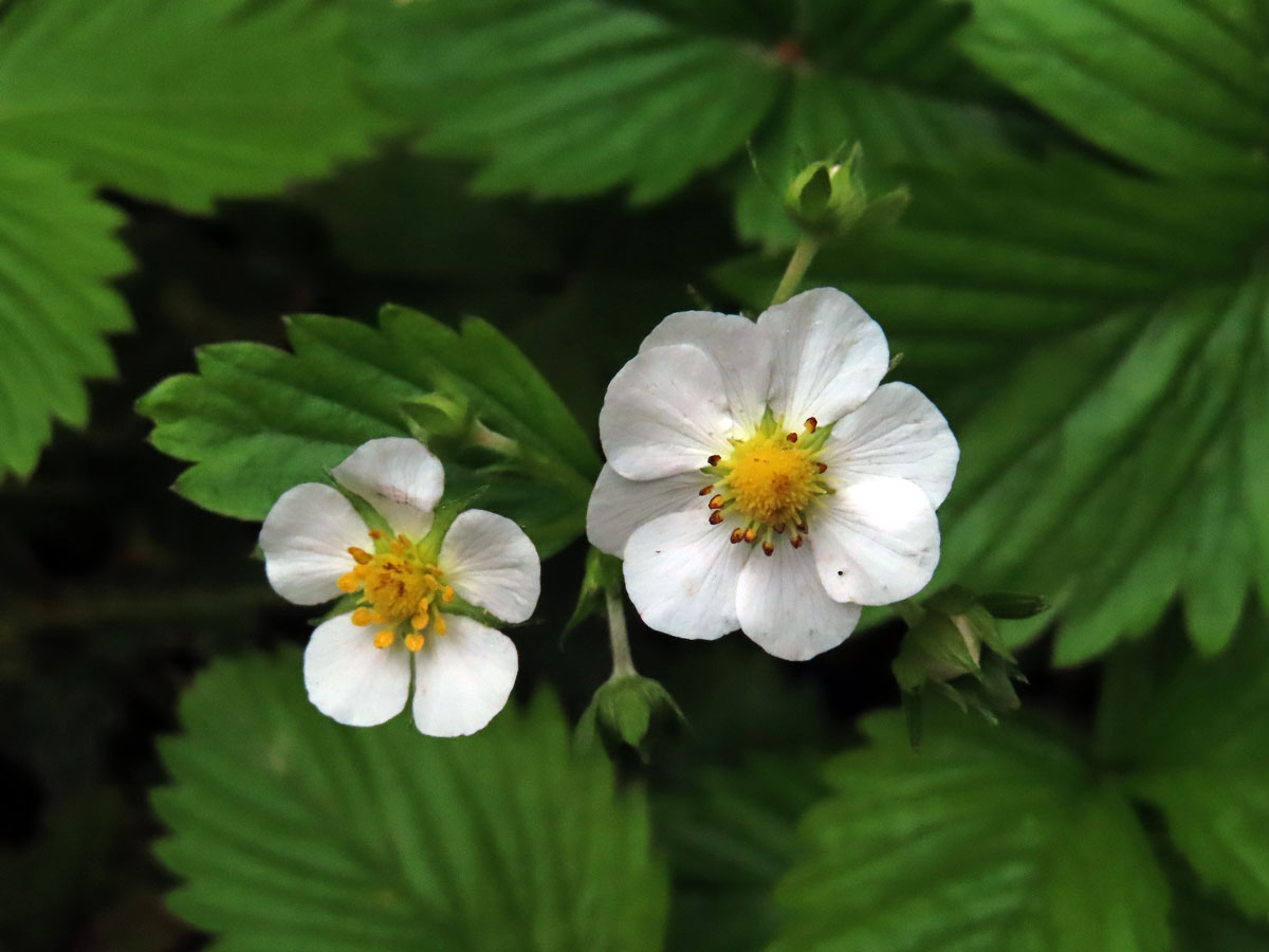 Jahodník obecný (Fragaria vesca L.), osmičetný květ (2a)