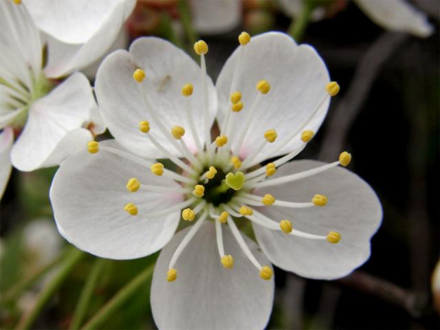 Třešeň višeň (Prunus cerasus L.)