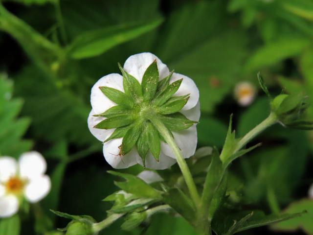 Jahodník obecný (Fragaria vesca L.), osmičetný květ (2b)