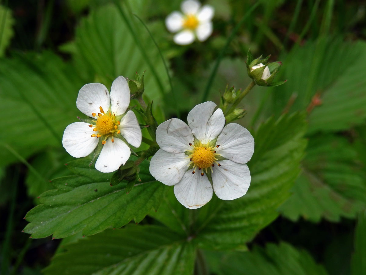 Jahodník obecný (Fragaria vesca L.), šestičetný květ (8)