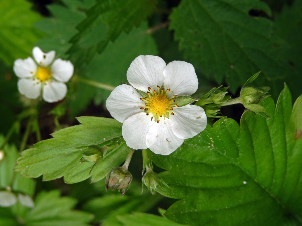 Jahodník obecný (Fragaria vesca L.), šestičetný květ (9)