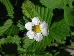 Jahodník obecný (Fragaria vesca L.), šestičetný květ (11)