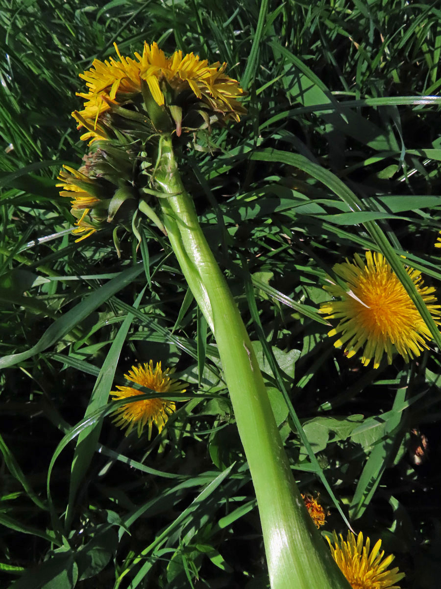 Smetánka lékařská (Teraxacum officinale L.) - fasciace stonku (34a)