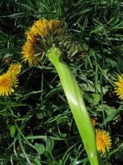 Smetánka lékařská (Teraxacum officinale L.) - fasciace stonku (34b)