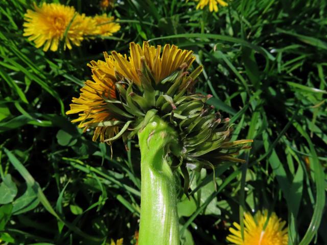 Smetánka lékařská (Teraxacum officinale L.) - fasciace stonku (34c)