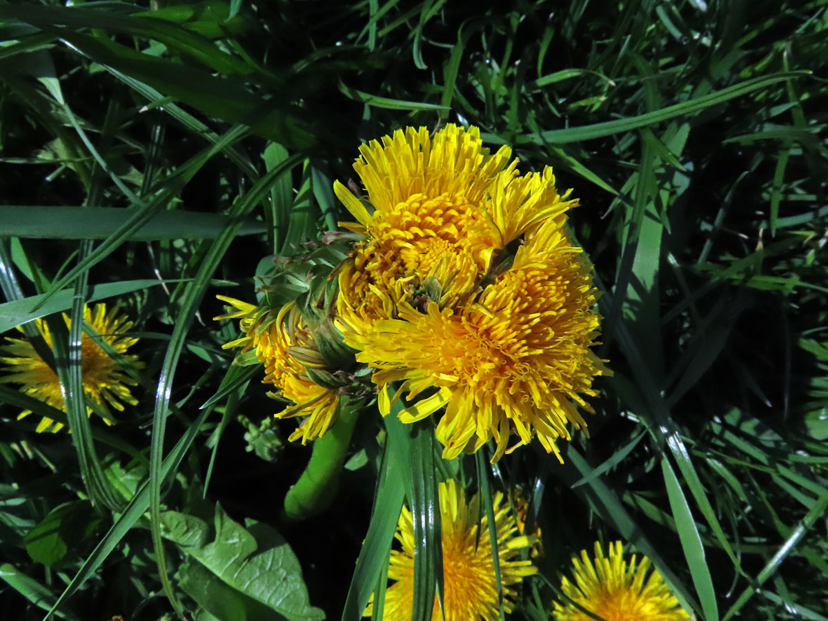 Smetánka lékařská (Teraxacum officinale L.) - fasciace stonku (34d)