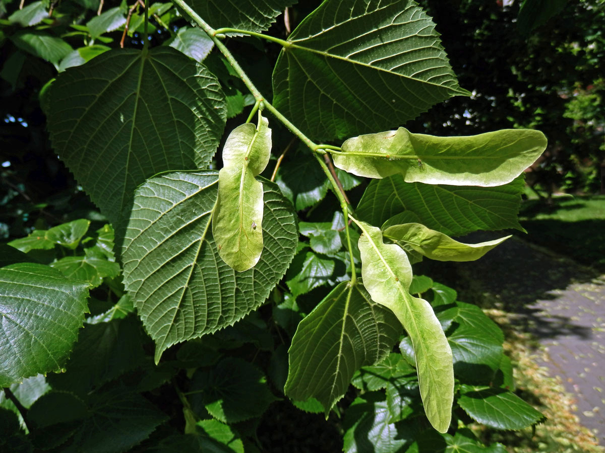 Anomálie listenů lípy velkolisté (Tilia platyphyllos Scop.), listeny bez květů