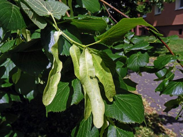 Anomálie listenů lípy velkolisté (Tilia platyphyllos Scop.), listeny bez květů