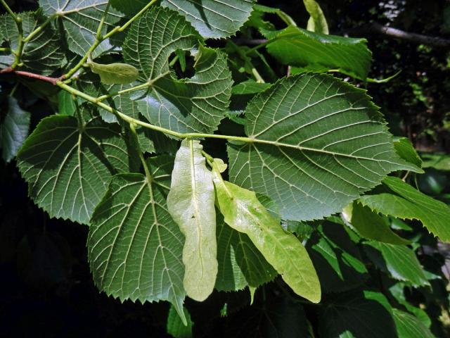 Anomálie listenů lípy velkolisté (Tilia platyphyllos Scop.), listeny bez květů