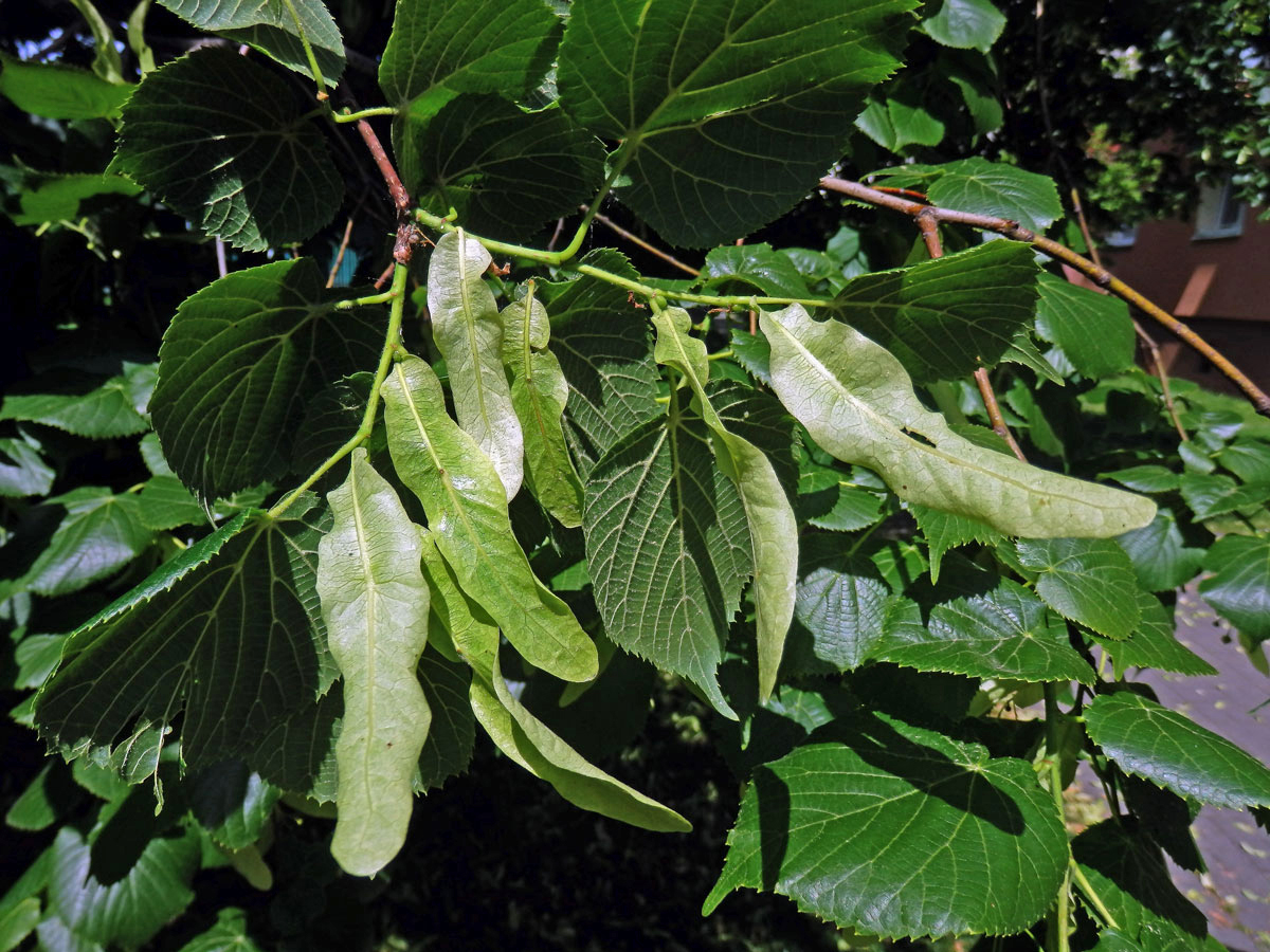 Anomálie listenů lípy velkolisté (Tilia platyphyllos Scop.), listeny bez květů