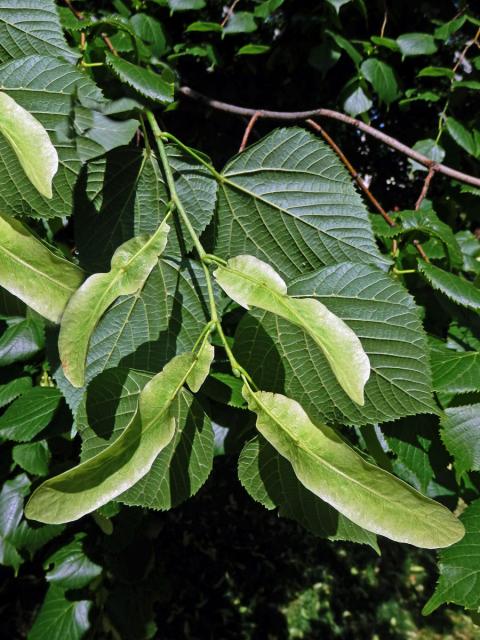 Anomálie listenů lípy velkolisté (Tilia platyphyllos Scop.), listeny bez květů