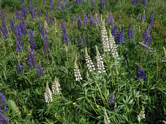 Lupina mnoholistá (Lupinus polyphyllus Lindl.) a bílými květy (2a)