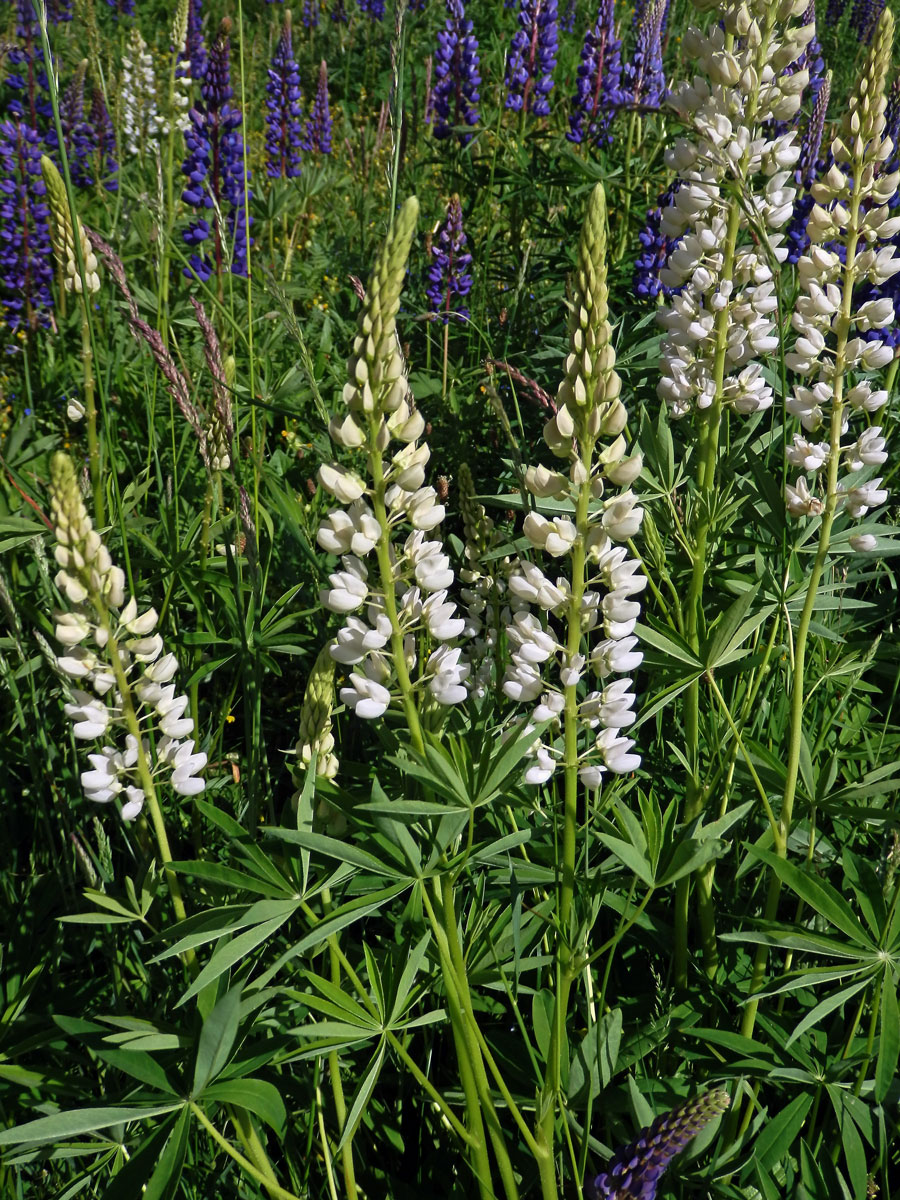 Lupina mnoholistá (Lupinus polyphyllus Lindl.) a bílými květy (2b)