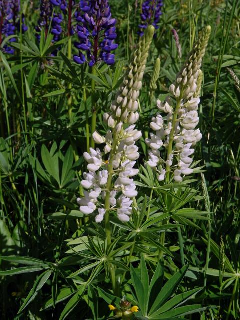 Lupina mnoholistá (Lupinus polyphyllus Lindl.) a bílými květy (2c)