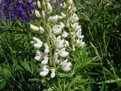 Lupina mnoholistá (Lupinus polyphyllus Lindl.) a bílými květy (2d)