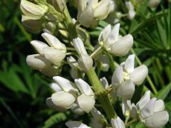 Lupina mnoholistá (Lupinus polyphyllus Lindl.) a bílými květy (2e)