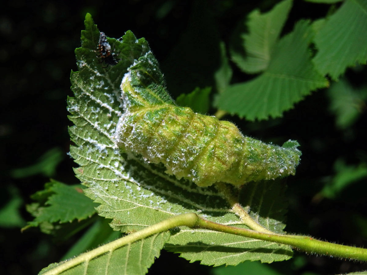 Pseudohálky mšice Eriosoma ulmi