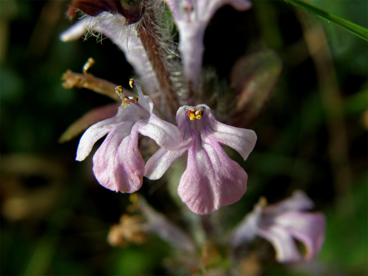 Zběhovec plazivý (Ajuga reptans L.) - květy růžové barvy