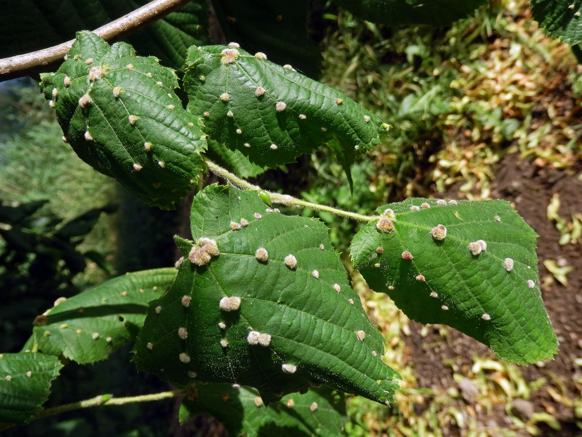 Hálky vlnovníka Eryophyes exilis