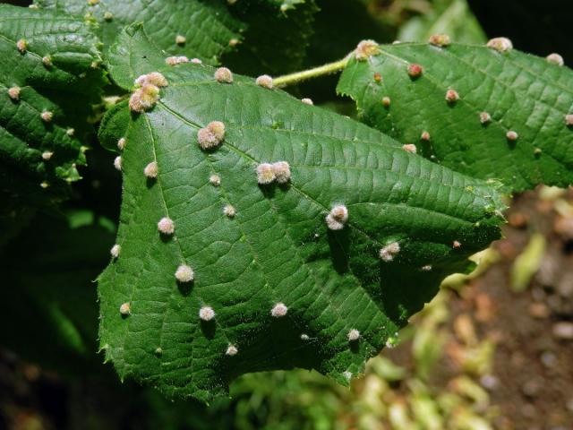 Hálky vlnovníka Eryophyes exilis