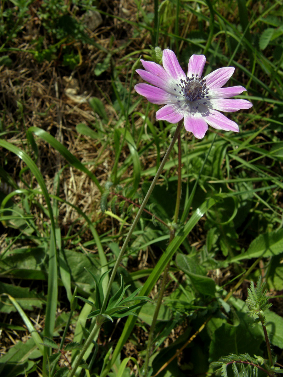 Sasanka hvězdovitá (Anemone hortensis L.)