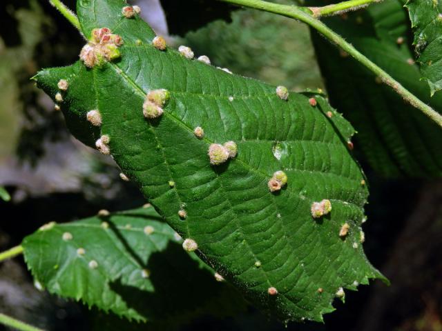 Hálky vlnovníka Eryophyes exilis