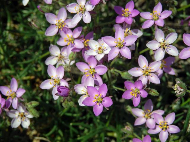 Kuřinka (Spergularia fimbriata Boiss. et Reut.)