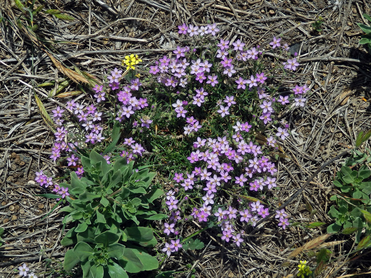 Kuřinka (Spergularia fimbriata Boiss. et Reut.)