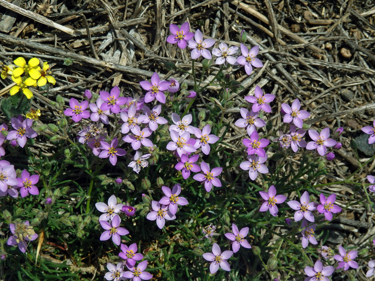 Kuřinka (Spergularia fimbriata Boiss. et Reut.)